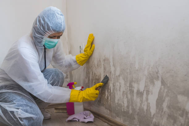 Best White Mold Remediation in Burgin, KY