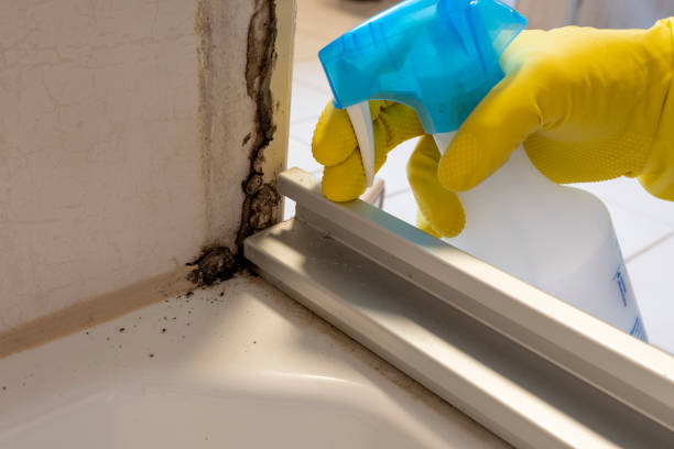 Trusted Burgin, KY Mold Remediation Experts