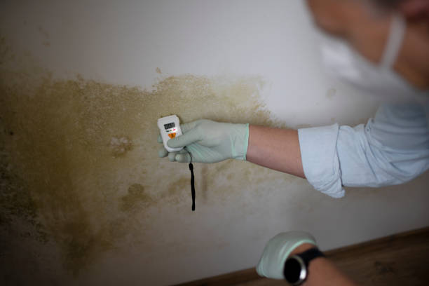 Best Residential Mold Remediation in Burgin, KY