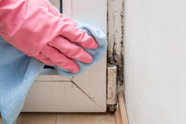Best Kitchen Mold Remediation in Burgin, KY